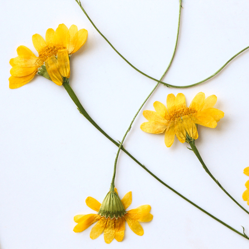 Dried Flower Bookmark - Прессованный сушеный гербарий с цветком ромашки