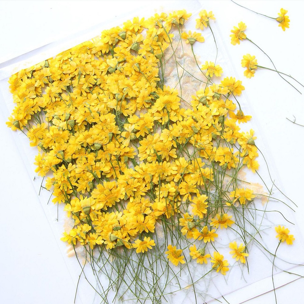 Прессованный сушеный гербарий  – обзор и цена Dried Flower Bookmark
