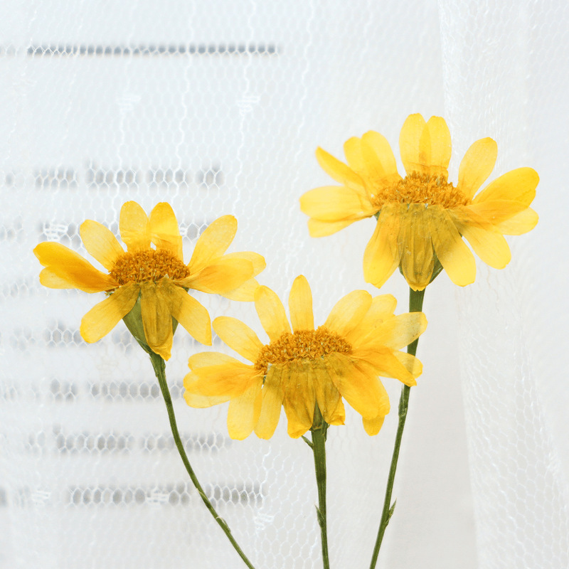 Прессованный сушеный гербарий  – обзор и цена Dried Flower Bookmark