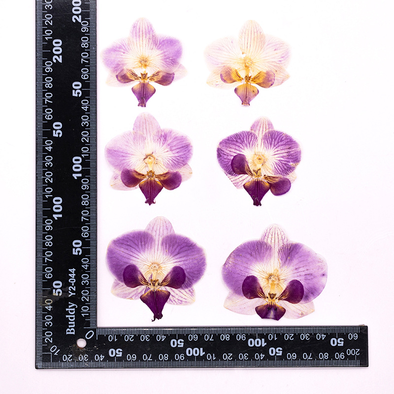 4 шт. прессованных сухих цветк – обзор и цена Dried Flower Bookmark