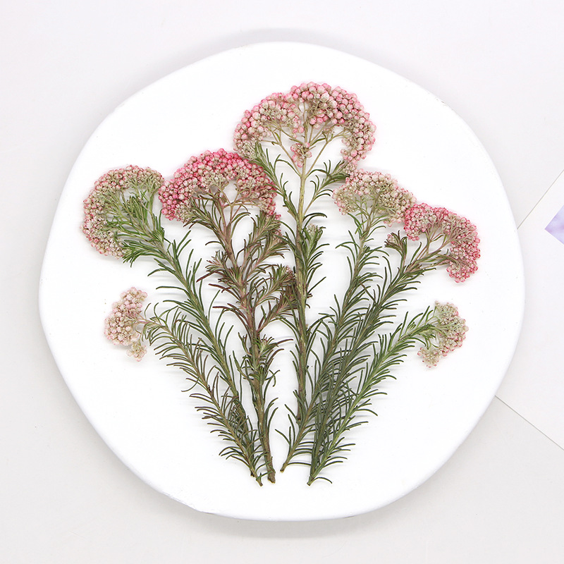 12 шт., Натуральные сушеные ве – обзор и цена Dried Flower Bookmark