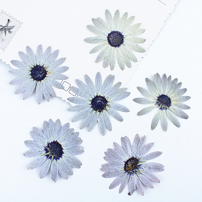12 шт./4-6 см, серый-белый мар – обзор и цена Dried Flower Bookmark