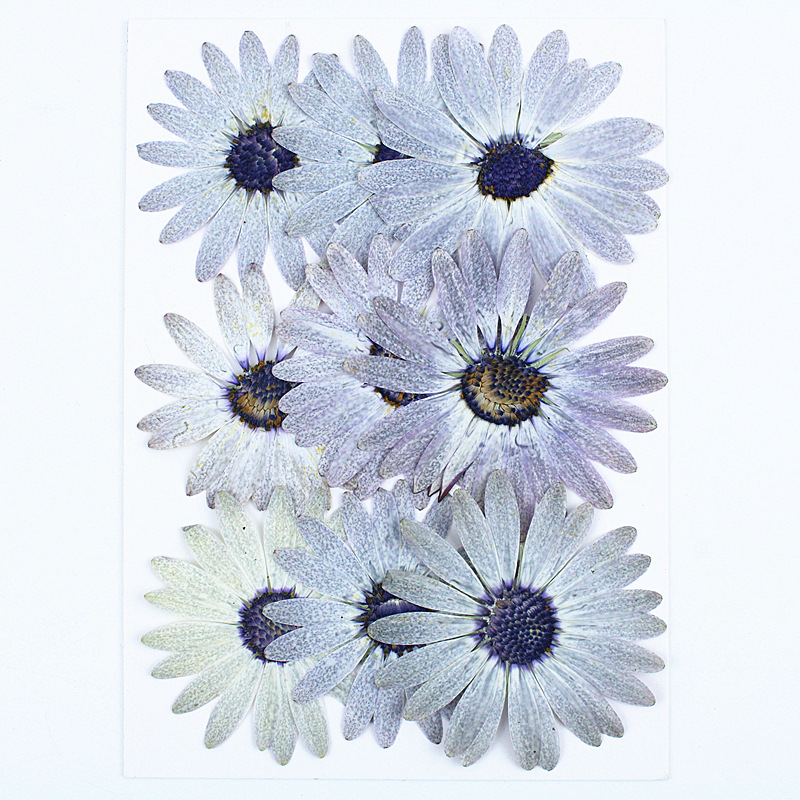 12 шт./4-6 см, серый-белый мар – обзор и цена Dried Flower Bookmark