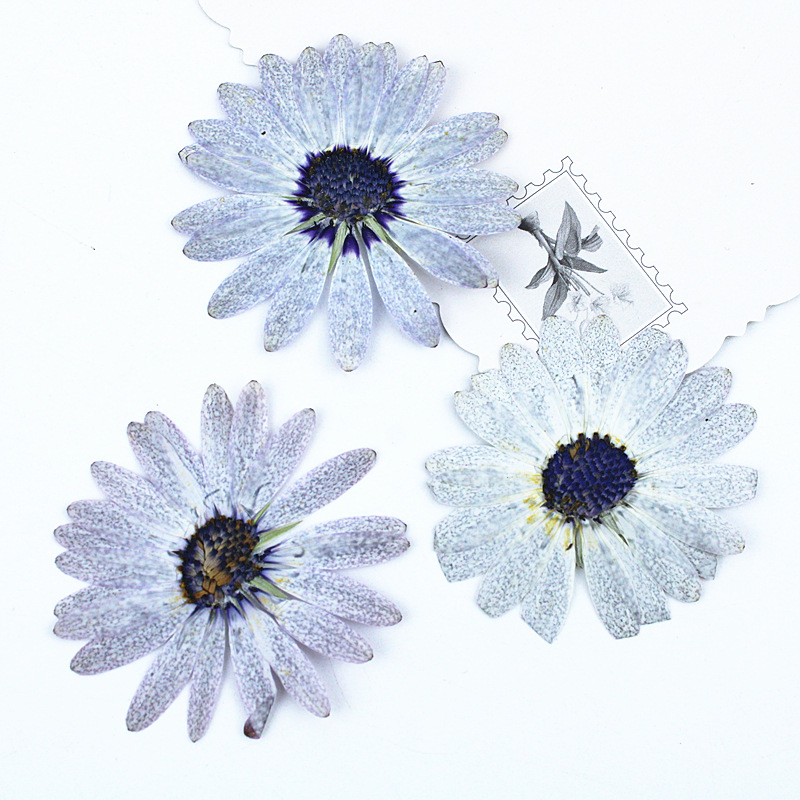 12 шт./4-6 см, серый-белый мар – обзор и цена Dried Flower Bookmark