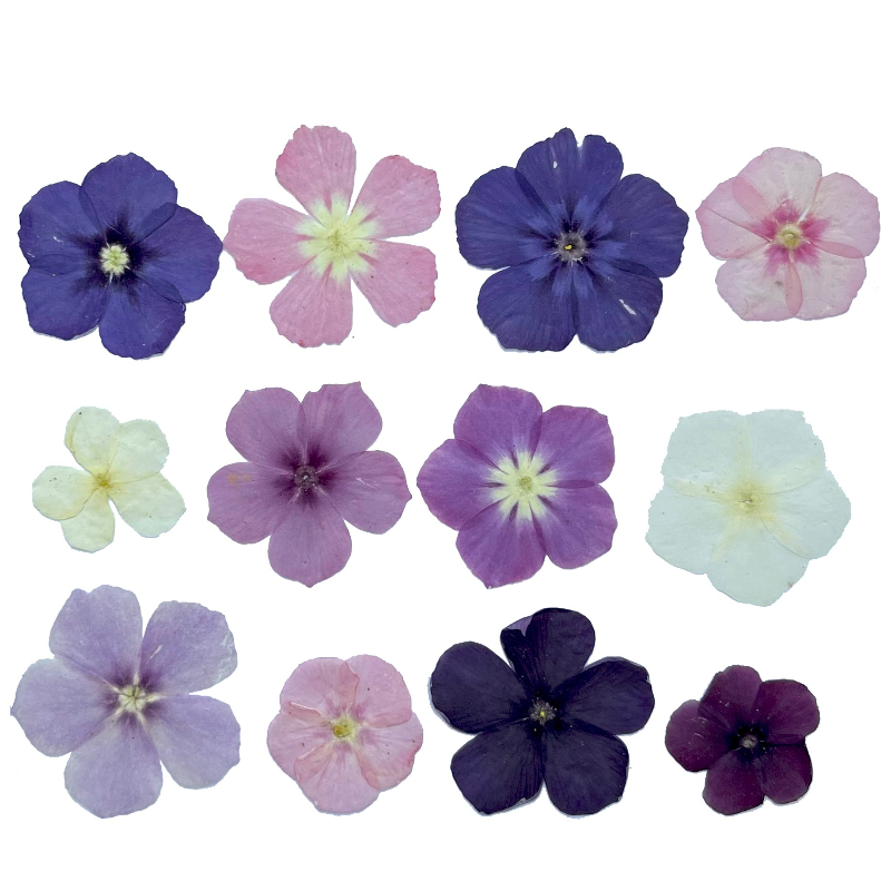 12 шт., полупрозрачные нишевые – обзор и цена Dried Flower Bookmark