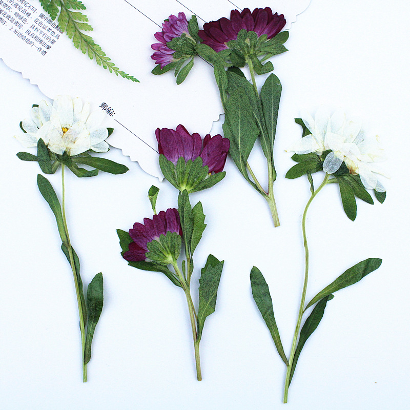 24 шт., миниатюрные прессованн – обзор и цена Dried Flower Bookmark