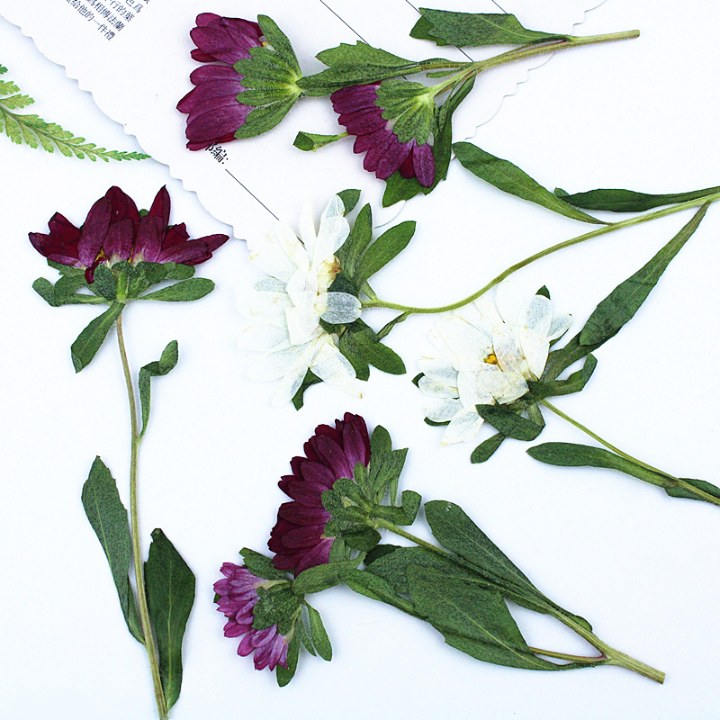 24 шт., миниатюрные прессованн – обзор и цена Dried Flower Bookmark
