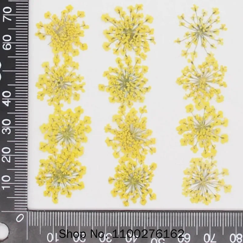 прессованные сушеные цветы Amm – обзор и цена Dried Flower Bookmark